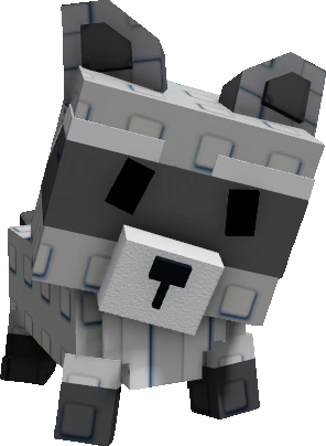 Raccoon